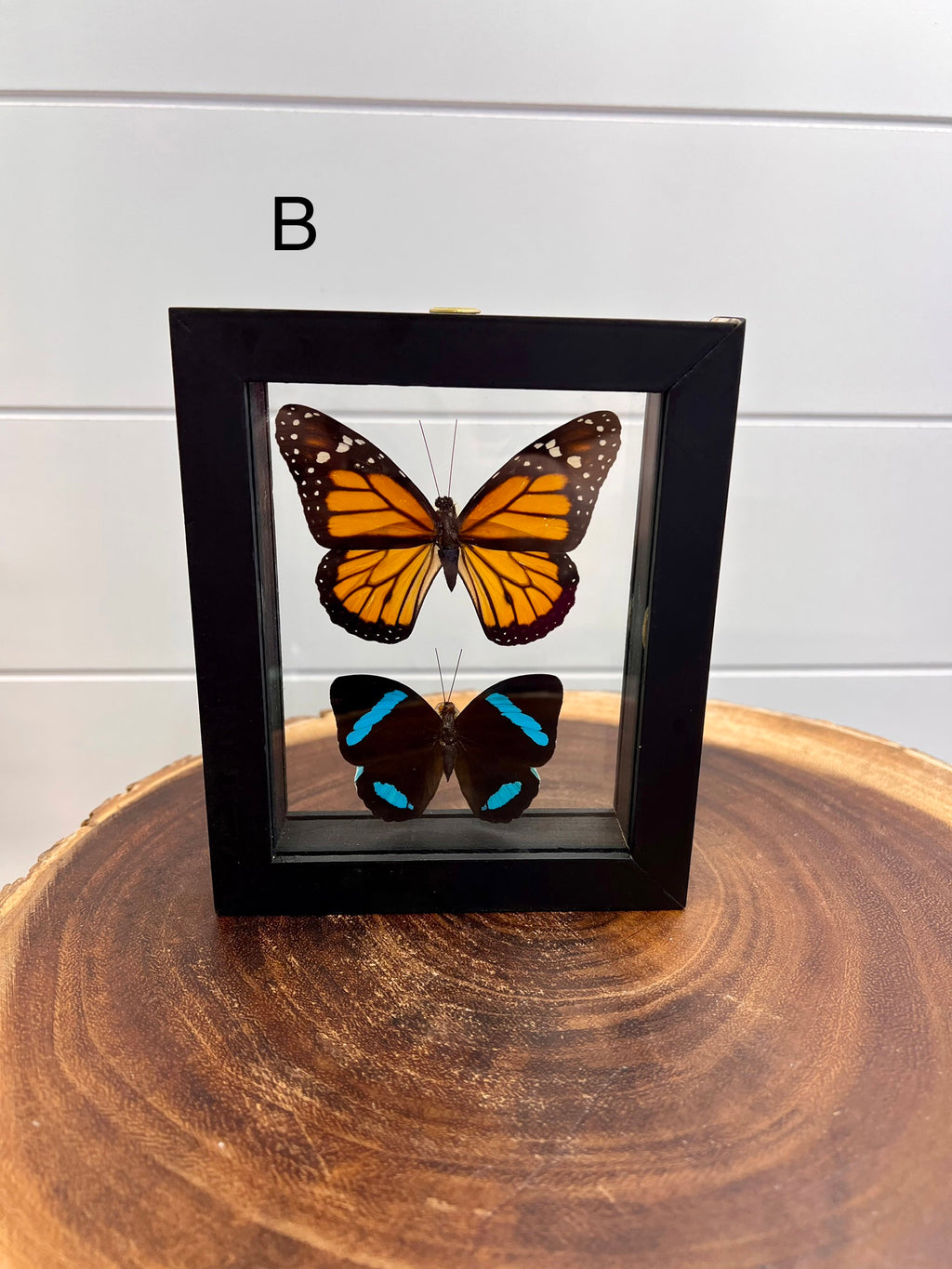 Butterflies in 3d Floating Frame -56