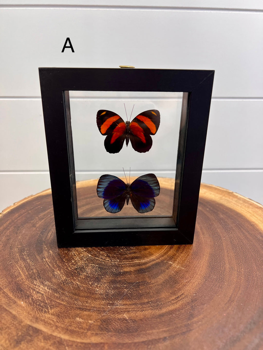 Butterflies in 3d Floating Frame -56