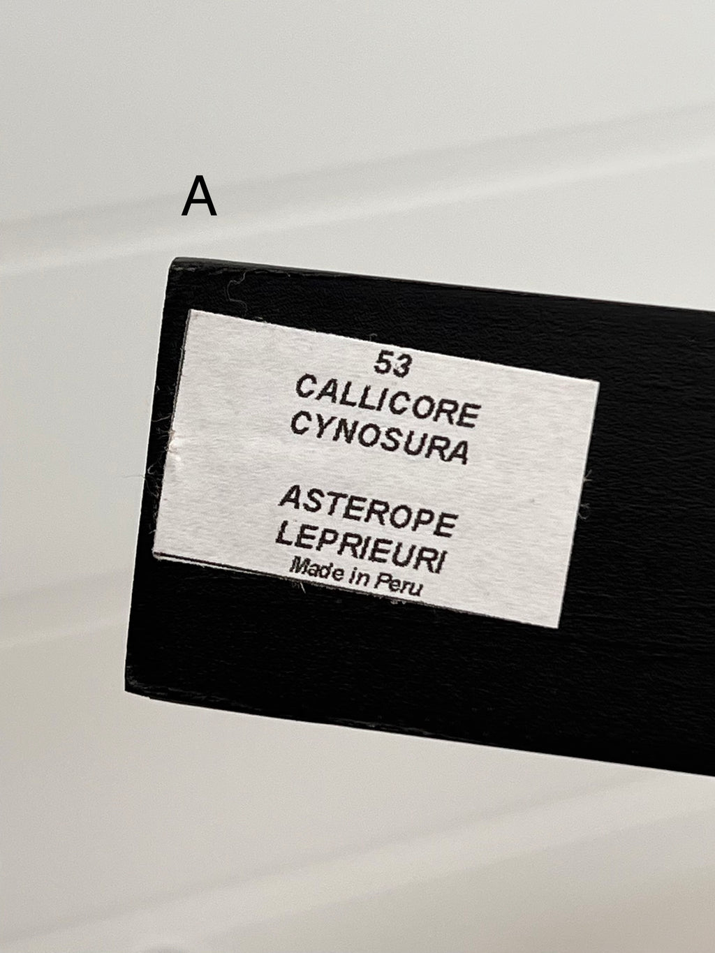 Butterflies in 3d Floating Frame -56